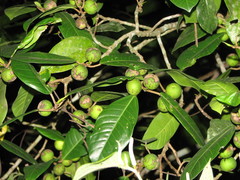 Ficus maxima
