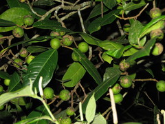 Ficus maxima