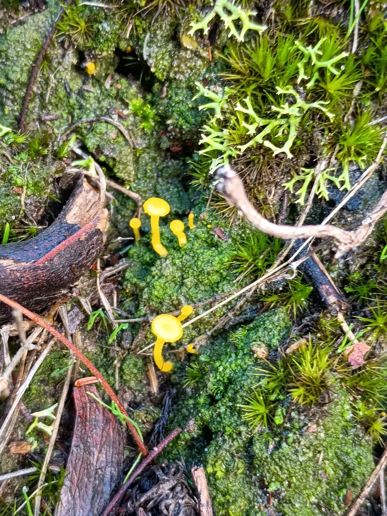 Gloioxanthomyces chromolimoneus · July 2025 · photo: © grampianshiker (iNaturalist, cc-by)