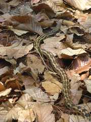 Pituophis lineaticollis