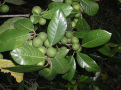 Ficus maxima