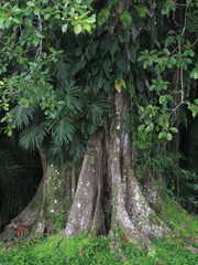 Ficus nymphaeifolia