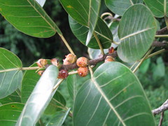 Ficus nymphaeifolia
