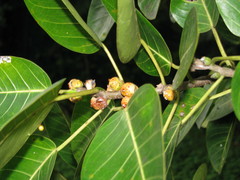 Ficus nymphaeifolia