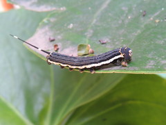 Isognathus scyron