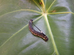Isognathus scyron