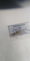 Argyresthia brockeella