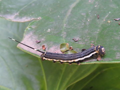 Isognathus scyron