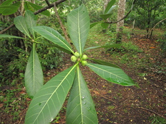 Ficus obtusifolia
