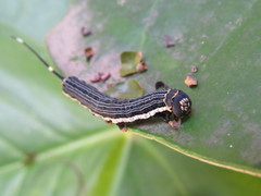 Isognathus scyron