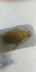 Cteniopus sulphureus