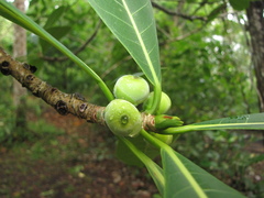 Ficus obtusifolia
