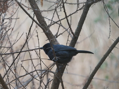 Laniarius funebris