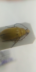 Cteniopus sulphureus
