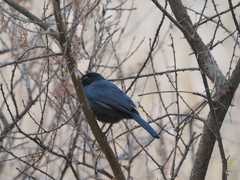 Laniarius funebris