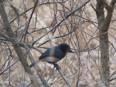 Laniarius funebris
