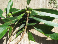 Ficus obtusifolia