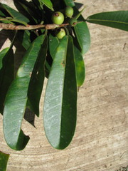 Ficus obtusifolia