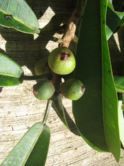 Ficus obtusifolia