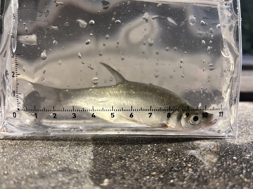 Humpback predatory carp (Chanodichthys dabryi) — Cyprinidae