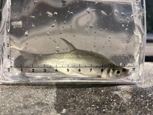 Humpback predatory carp (Chanodichthys dabryi) — Cyprinidae