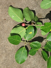 Ficus crassinervia