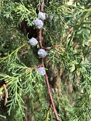 Cupressus pendula