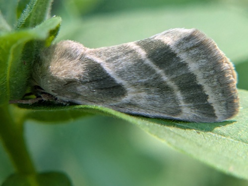 Three-lined Flower Moth photo 6