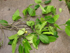 Ficus pertusa