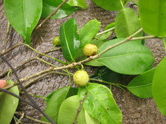 Ficus pertusa