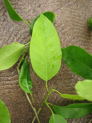 Ficus pertusa