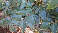 Staphylea japonica