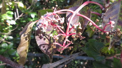 Staphylea japonica