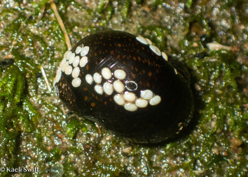 Neritina observed 2025-08-02