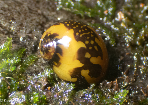 Neritina observed 2025-08-02