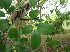 Ficus pertusa