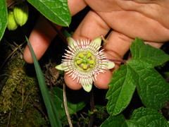 Passiflora exsudans