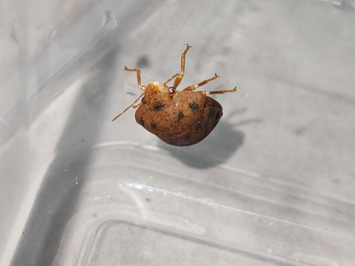 Hyperoncus lateritius