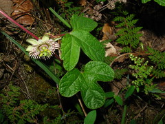 Passiflora exsudans