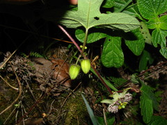 Passiflora exsudans