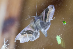 Dysgonia purpurata