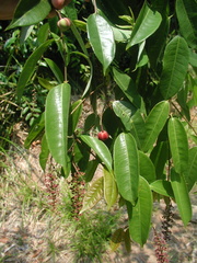 Trophis mexicana