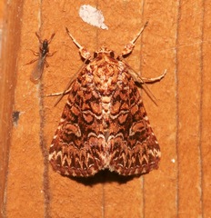 Callopistria granitosa