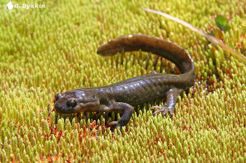 Semirechensk Salamander