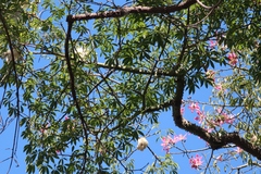 Ceiba speciosa