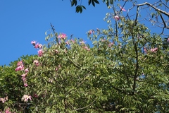 Ceiba speciosa