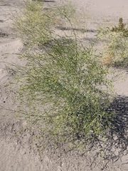 Carsonia sparsifolia