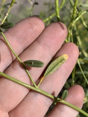 Carsonia sparsifolia