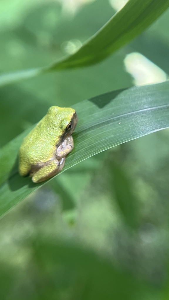 Gray Treefrog Species Complex from Washington University Tyson Research ...