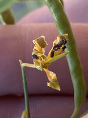 Carsonia sparsifolia
